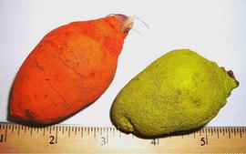   Fruits:   Adansonia digitata , dyed fruits; Photo by I. Singh, Dried Botanicals Tool
